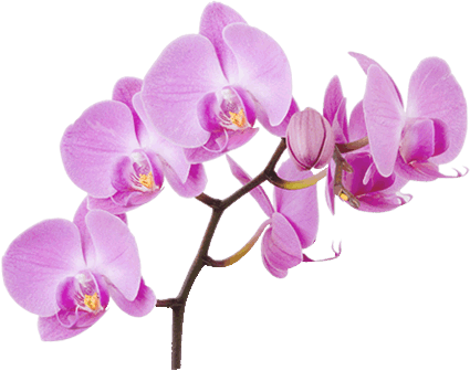 Orquídea